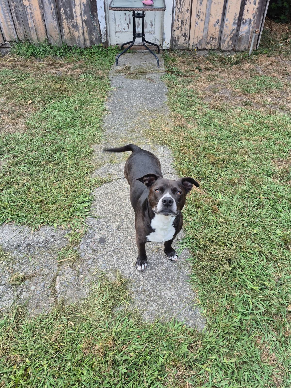 Backyard lawn with a dog standing on the concrete walkway