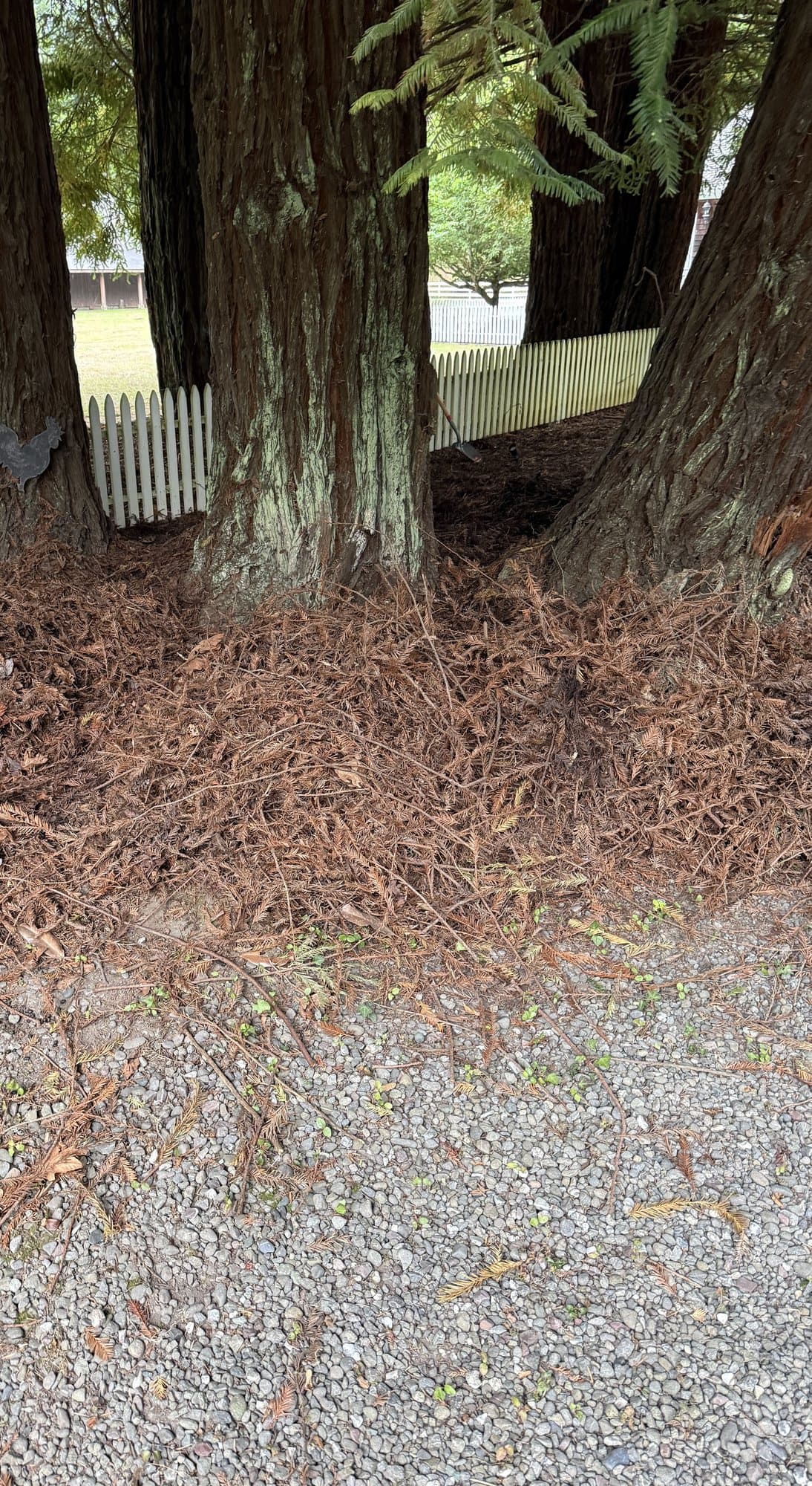 Cleared ground and raked debris beneath mature trees