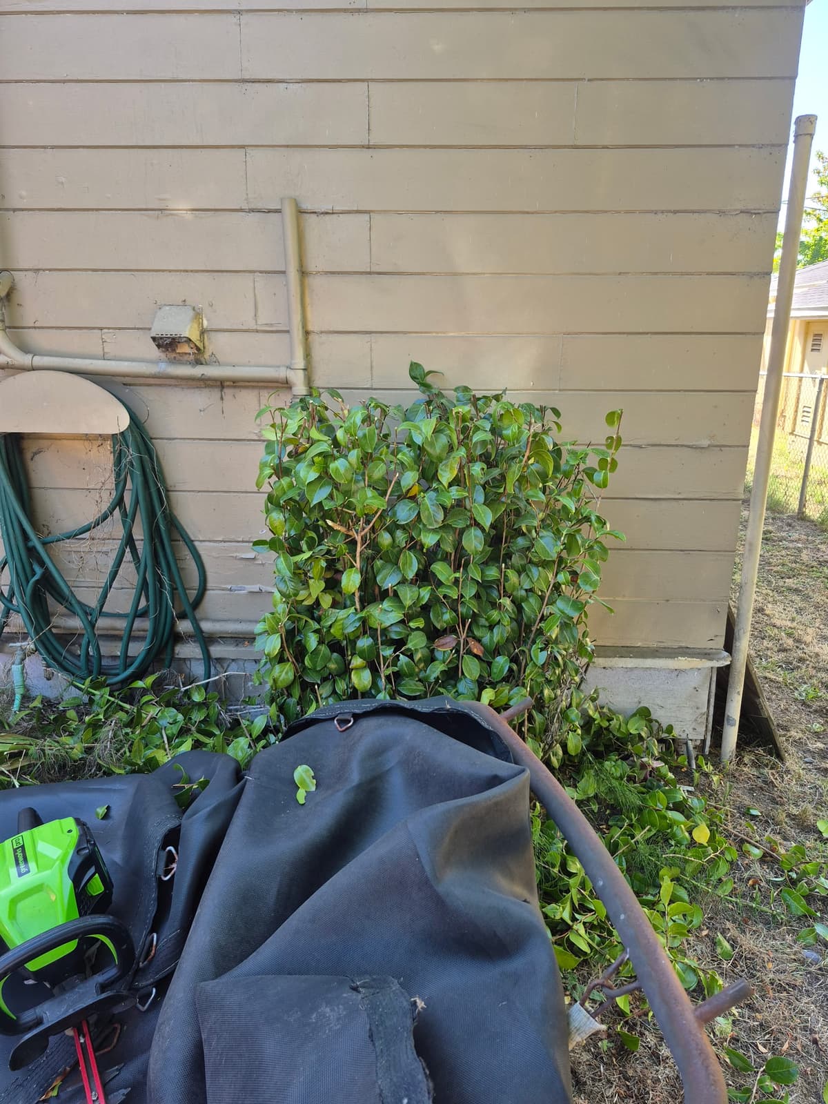 Freshly trimmed shrub with cut branches and trimming equipment