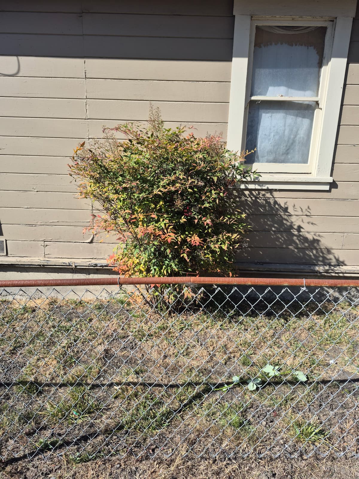 Tall untrimmed shrub beside a home before maintenance